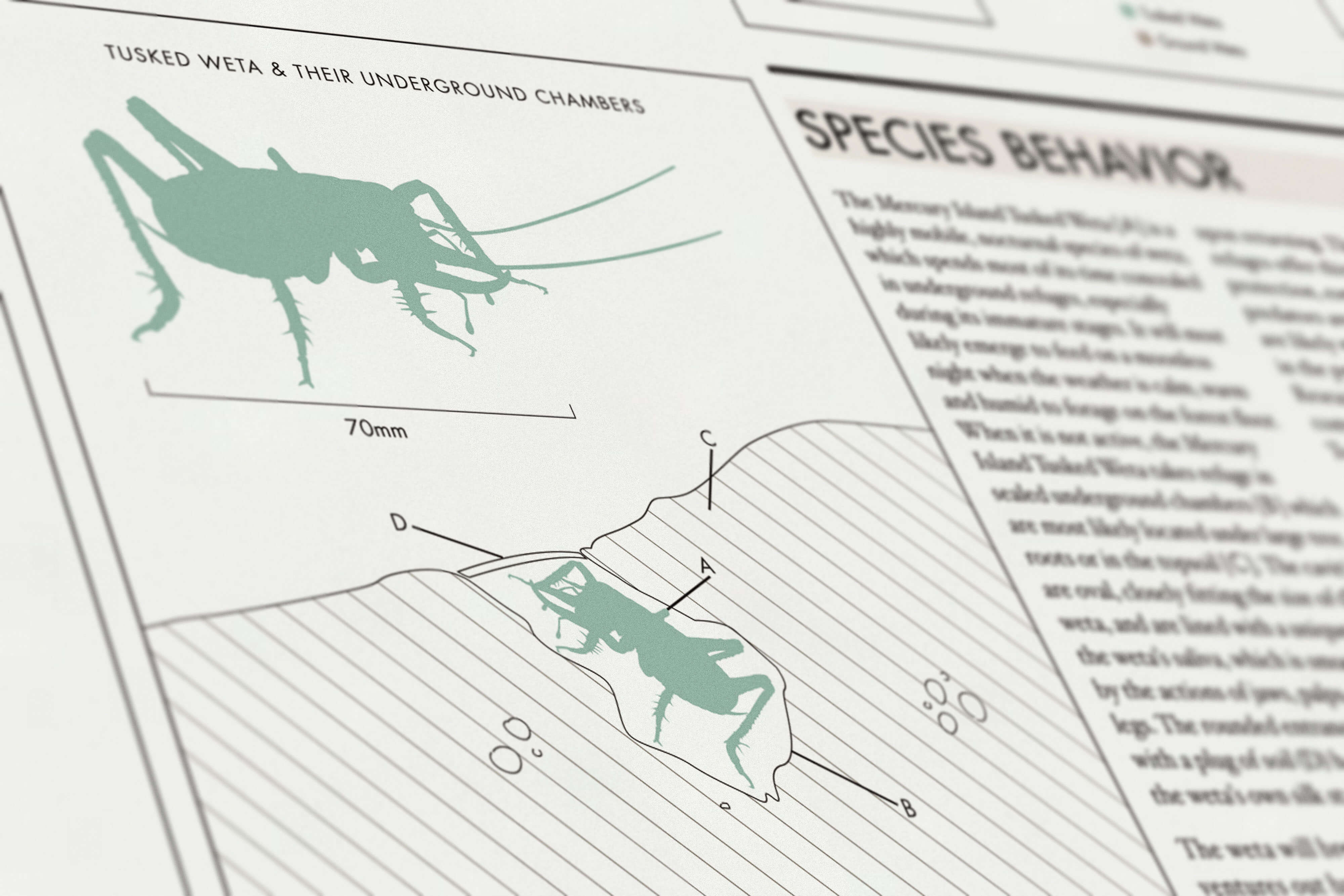 Threatened Native Species of New Zealand – Mercury Island Tusked Weta.
